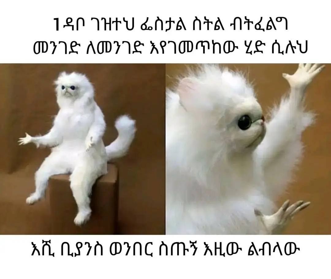 a white cat is standing on its hinds